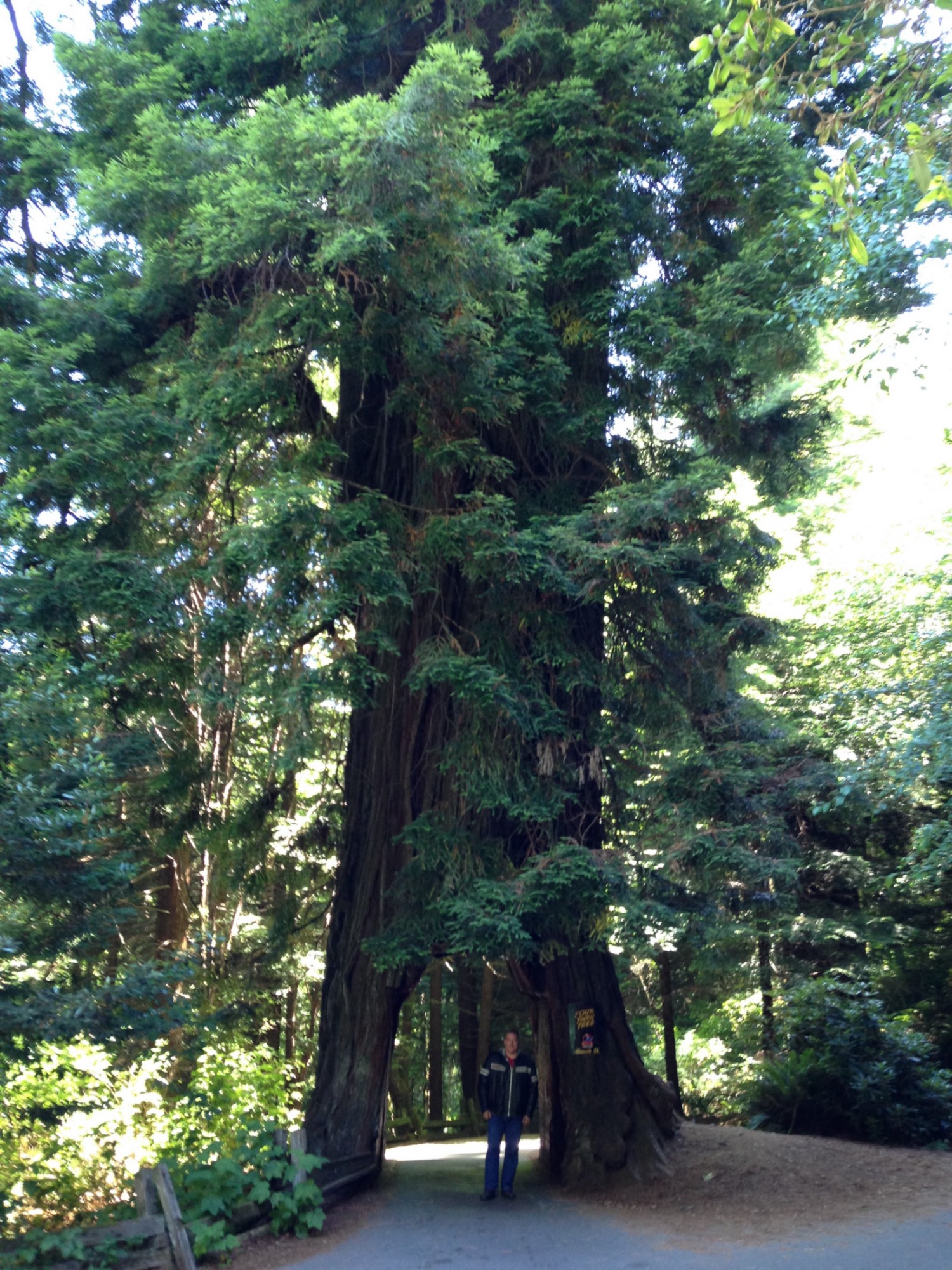 Redwoods