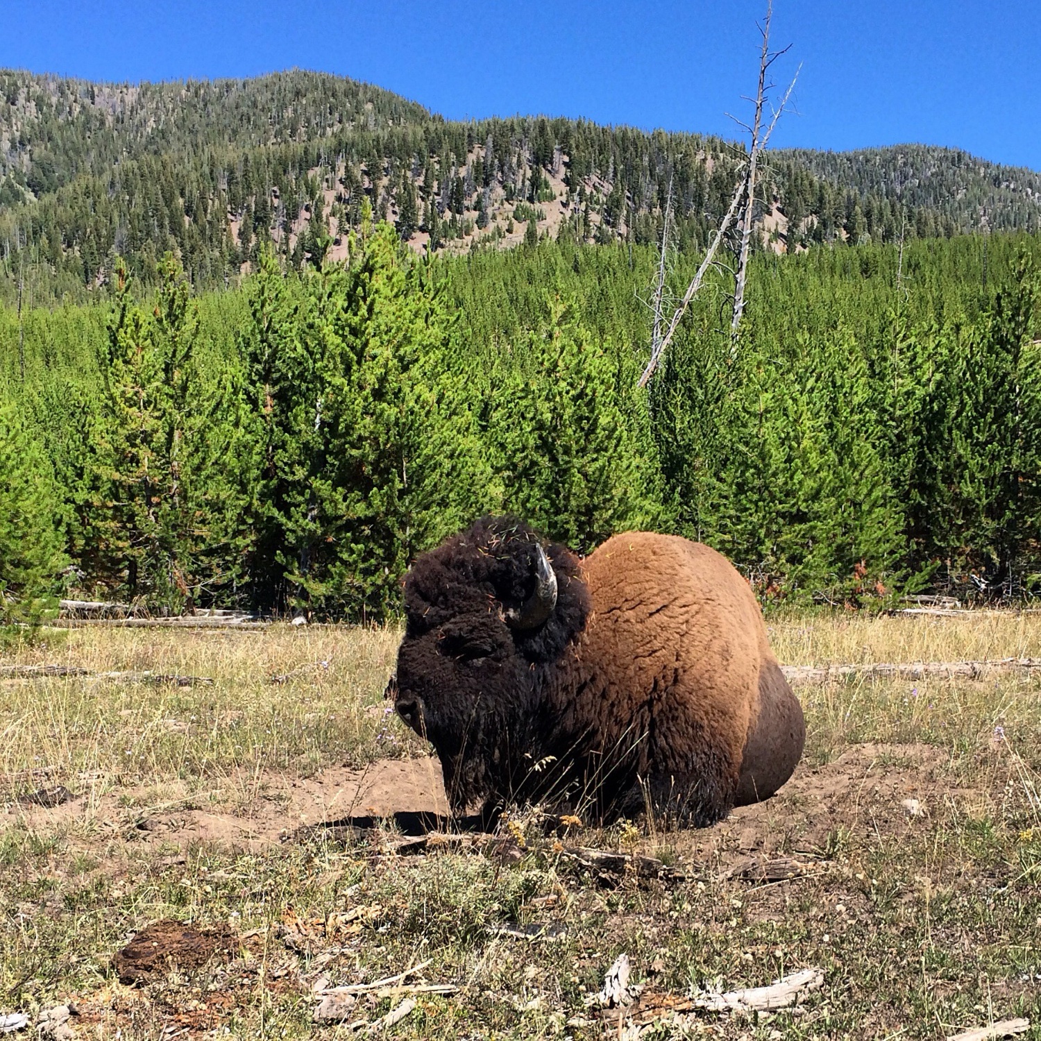 Yellowstone